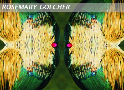 Composition of feathers 2