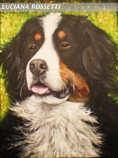 bovaro bernese 